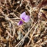 Vigna frutescens Blomma