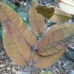 Eugenia kaalensis Leaf