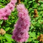 Spiraea douglasiiFlower