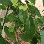Ulmus parvifolia Ліст