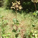 Asclepias amplexicaulis Fruit