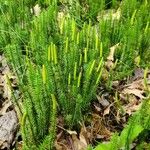 Lycopodium annotinumLeht