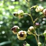 Scrophularia alpestris Květ