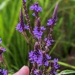 Verbena hastataКветка