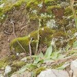 Habenaria tridactylites Hábito