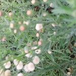 Erigeron bonariensis Flower