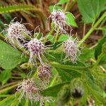 Chromolaena odorata Flor
