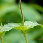 Silene dioica Leaf