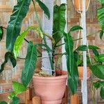 Philodendron martianum Frunză