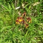 Tephroseris integrifolia Flower