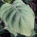 Hypoestes aristata Leaf