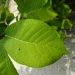 Pterostyrax hispidus Máis