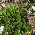 Dryas octopetala Folha