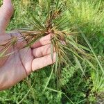 Themeda quadrivalvis Fulla