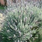 Lavandula dentataFlower