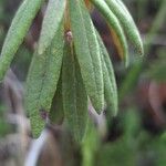 Ledum palustre Leaf