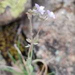 Linaria arvensis Blomst