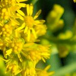 Solidago gigantea 花