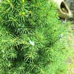 Picea laxa Folha