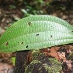 Miconia tschudyoides Blad