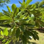 Sideroxylon borbonicum Yaprak