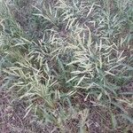 Bromus inermis Συνήθη χαρακτηριστικά