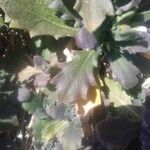 Arabis alpina Yaprak