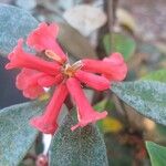 Rhododendron apoanum Květ