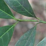 Faramea occidentalis Leaf