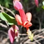 Dolichandra cynanchoides Flower