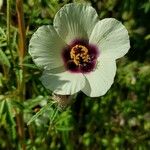 Hibiscus cannabinus Flor