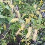 Salix triandra Leaf