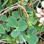 Trifolium occidentale ഇല