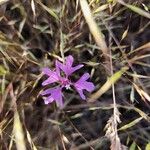 Clarkia pulchella Flor