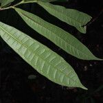 Vantanea parviflora 葉