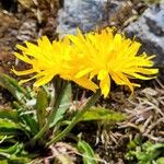 Scorzoneroides helvetica Flower