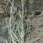 Phagnalon sordidum फूल