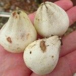 Cordia sebestena Fruit