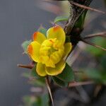 Berberis tsarica Blomst