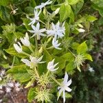 Jasminum multiflorum Blüte
