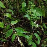 Gonzalagunia panamensis Folha