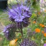 Phacelia tanacetifoliaFlor