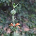 Leonotis nepetifolia 花