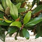 Magnolia grandiflora 葉