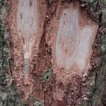 Mallotus oppositifolius Bark