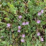 Erodium cicutarium花