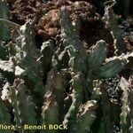 Apteranthes burchardii Habit