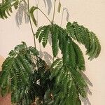 Albizia adianthifolia Delienn