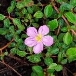 Heterotis rotundifolia Flower