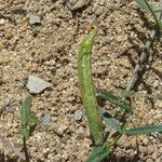 Vicia sativa Gyümölcs